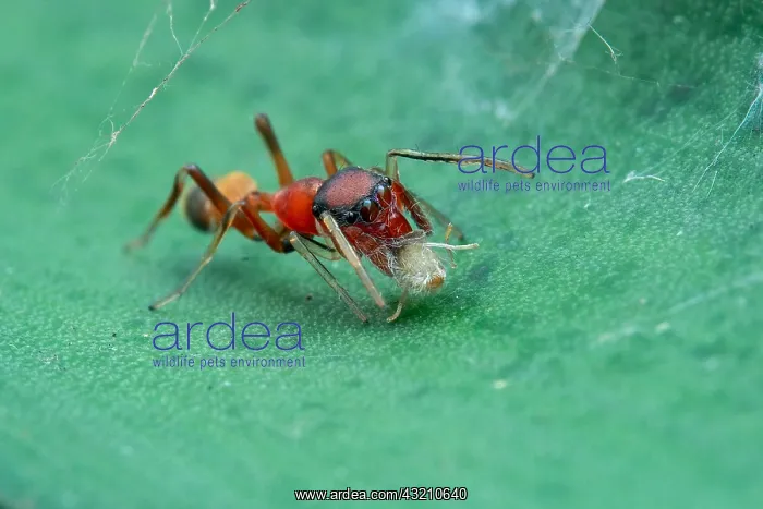 : Female weaver-ant-mimicking jumping spider (Myrmarachne : Female weaver-ant-mimicking jumping spider (Myrmarachne