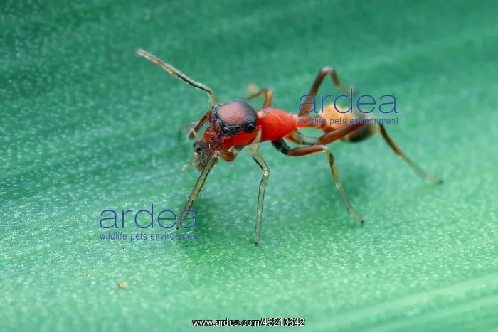 : Female weaver-ant-mimicking jumping spider (Myrmarachne : Female weaver-ant-mimicking jumping spider (Myrmarachne