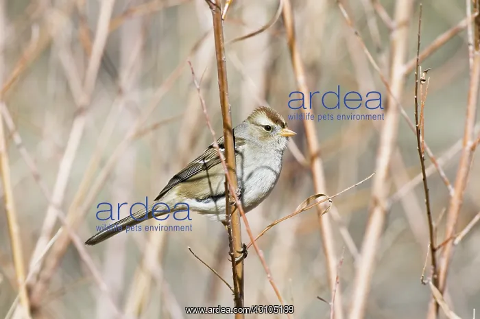: Female White-crowned Sparrow : Female White-crowned Sparrow