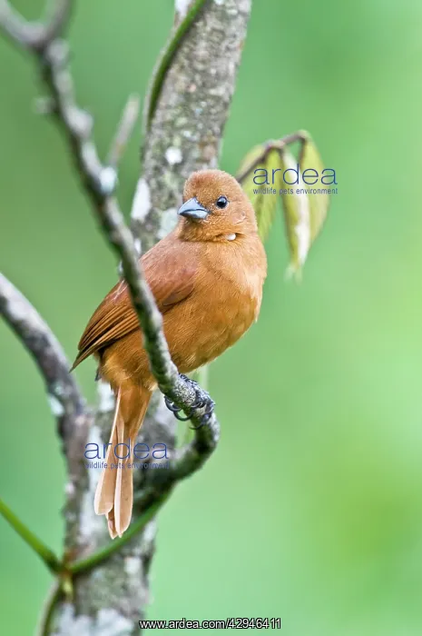 : Female White-lined Tanager - on branch : Female White-lined Tanager - on branch
