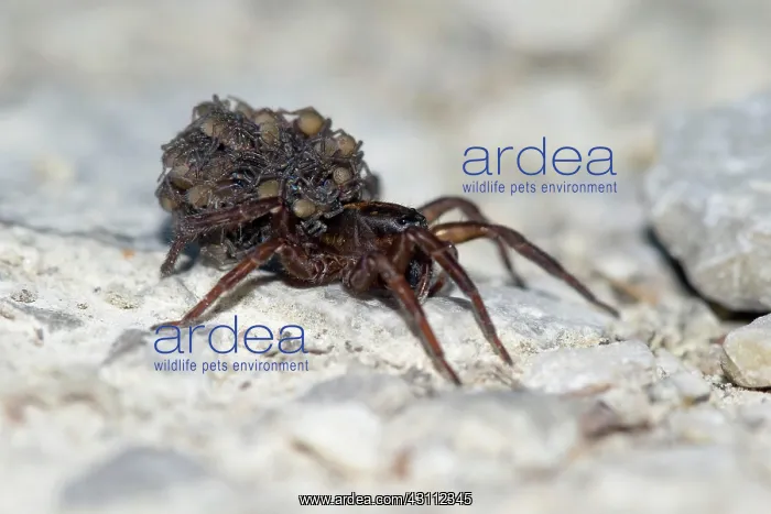 : Female wolf spider (Arctosa, Trochosa, Alopecosa) : Female wolf spider (Arctosa, Trochosa, Alopecosa)