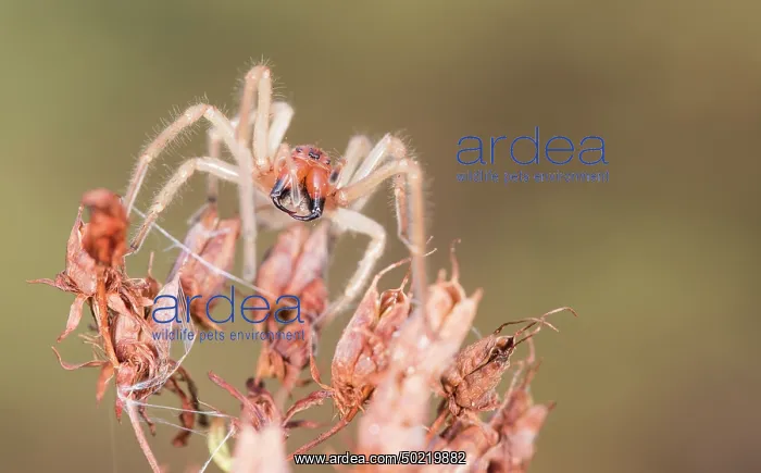 : Female of Yellow Sac Spider (Cheiracanthium punctorium) on the top of unknown dry plant, Liguria, Italy : Female of Yellow Sac Spider (Cheiracanthium punctorium) on the top of unknown dry plant, Liguria, Italy