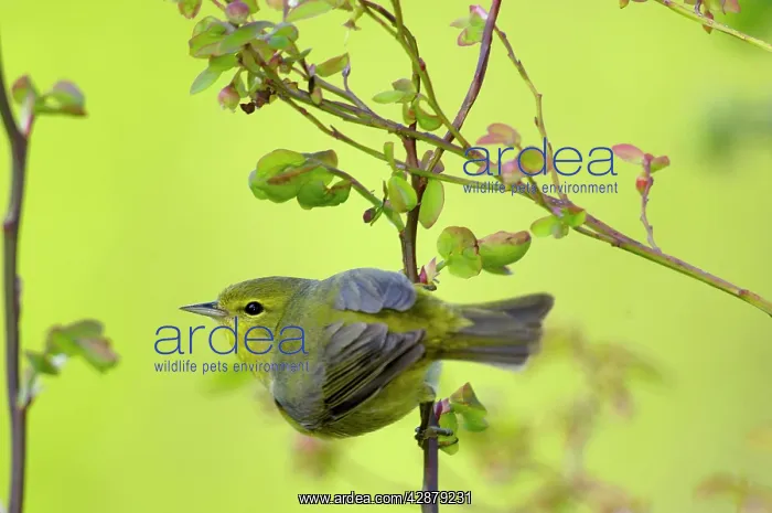 : Female Yellow Warbler : Female Yellow Warbler