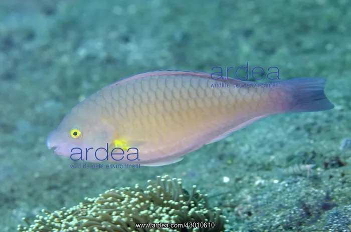 : Female Yellowfin Parrotfish Nudi Retreat dive site : Female Yellowfin Parrotfish Nudi Retreat dive site