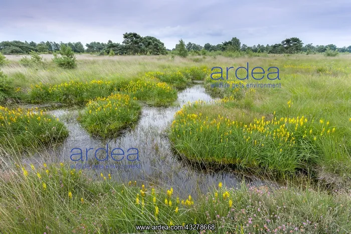 : Fen with Bog Asphodel (Narthecium ossifragum) a : Fen with Bog Asphodel (Narthecium ossifragum) a