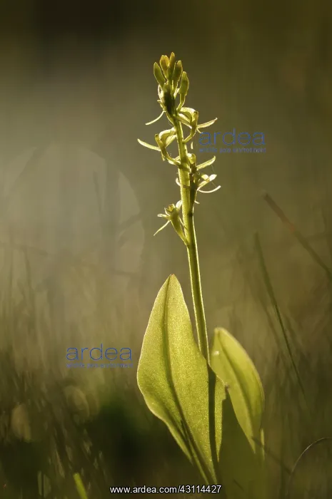 : Fen Orchid : Fen Orchid