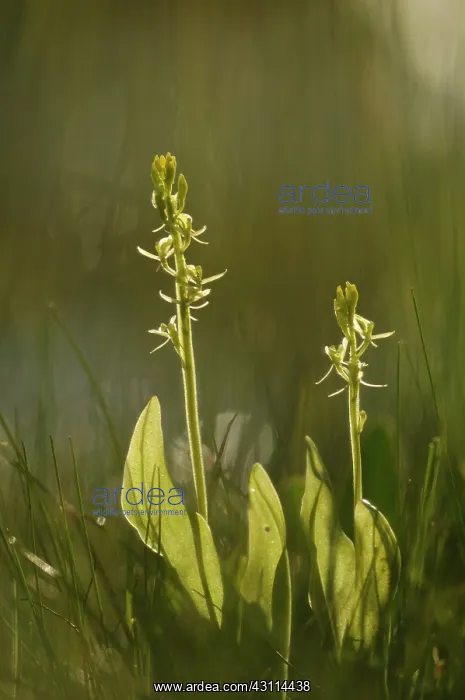 : Fen Orchid : Fen Orchid