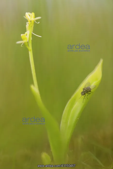 : Fen Orchid : Fen Orchid