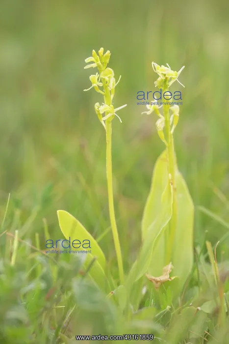 : Fen Orchid : Fen Orchid
