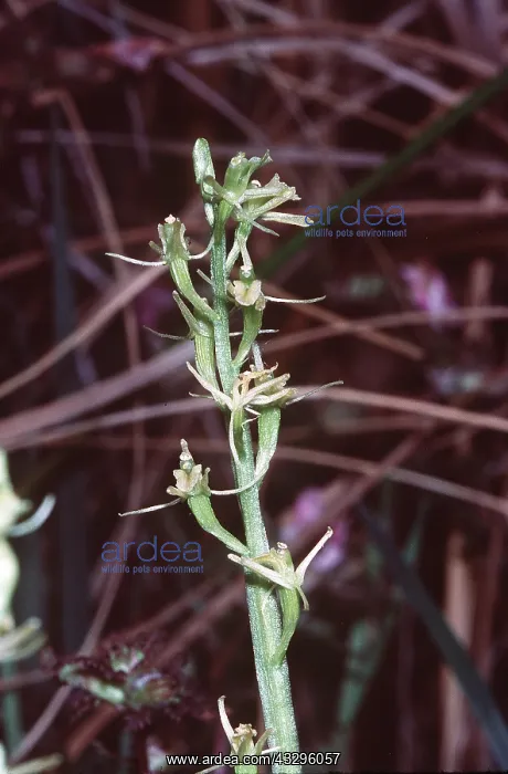 : FEN ORCHID : FEN ORCHID