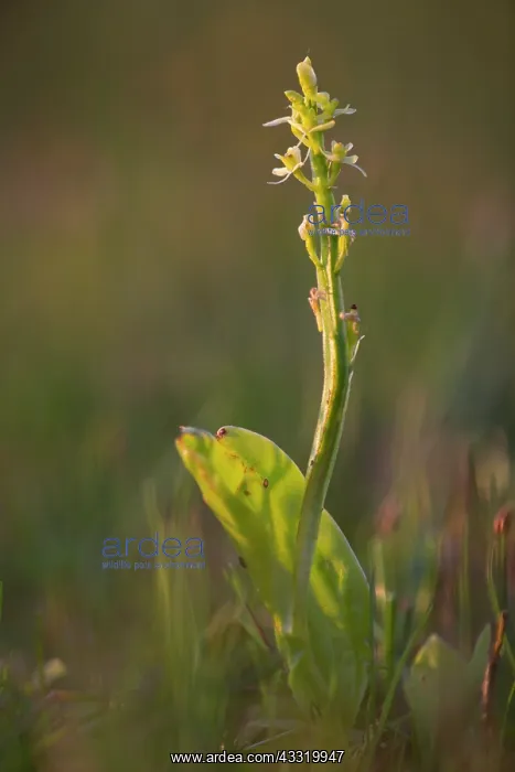 : Fen Orchid : Fen Orchid