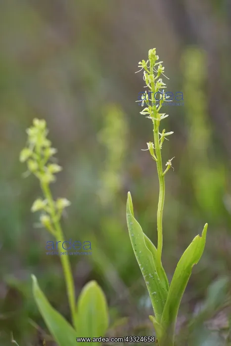 : Fen Orchid : Fen Orchid