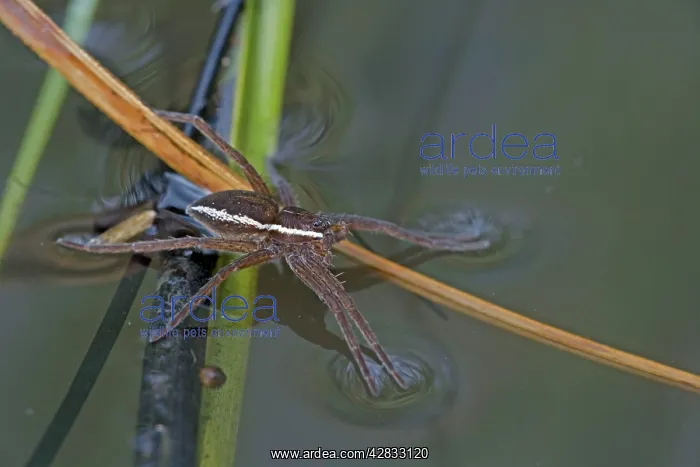 : Fen Raft Spider - Endangered Species : Fen Raft Spider - Endangered Species