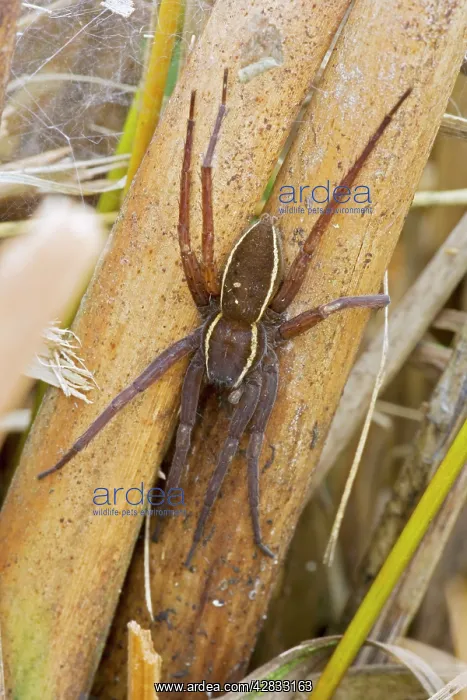 : Fen Raft Spider - Endangered Species : Fen Raft Spider - Endangered Species