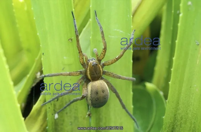  : Fen raft SPIDER - female guarding the nest on Water