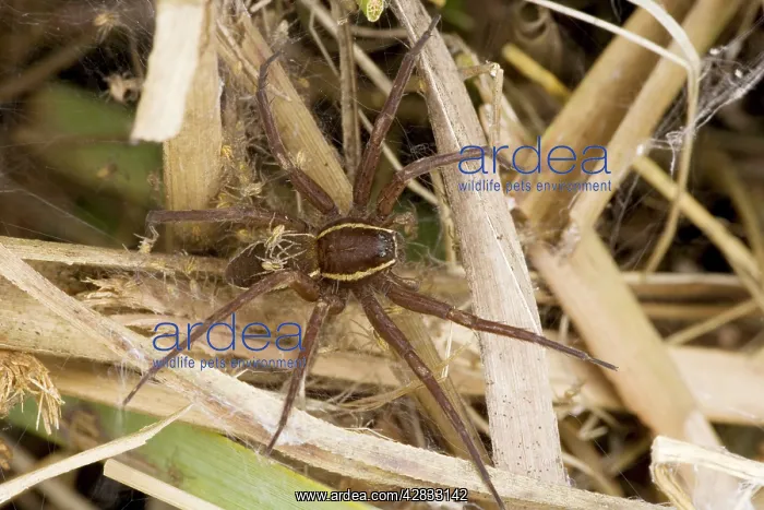 : Fen Raft Spider - Mother guarding babies in nursery web : Fen Raft Spider - Mother guarding babies in nursery web
