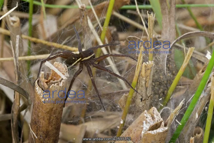 : Fen Raft Spider - Mother guarding nursery web - : Fen Raft Spider - Mother guarding nursery web -
