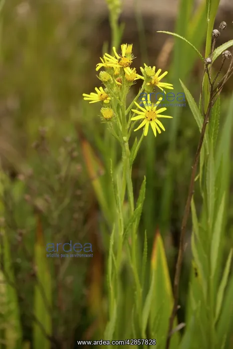 : Fen ragwort : Fen ragwort
