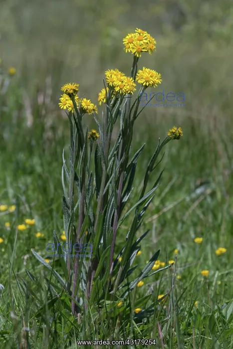 : Fen Ragwort (Jacobaea paludosa), Flowers group near : Fen Ragwort (Jacobaea paludosa), Flowers group near
