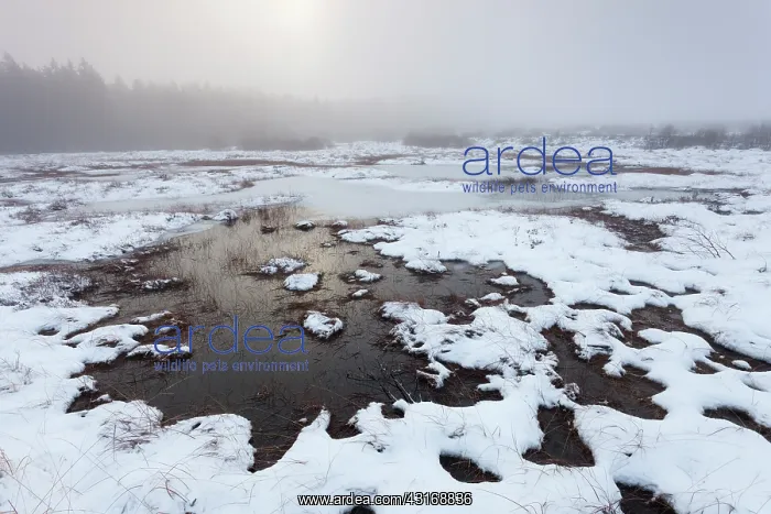 : Fen in snowy landscape, Belgium, LiA ge, Ardennes : Fen in snowy landscape, Belgium, LiA ge, Ardennes
