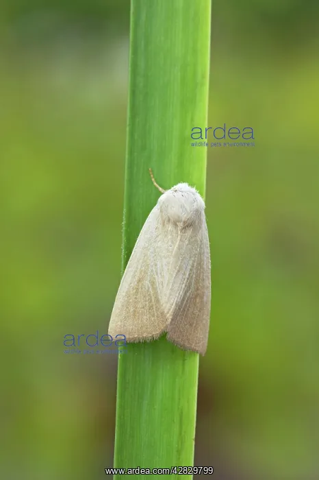 : Fen Wainscot Moth : Fen Wainscot Moth