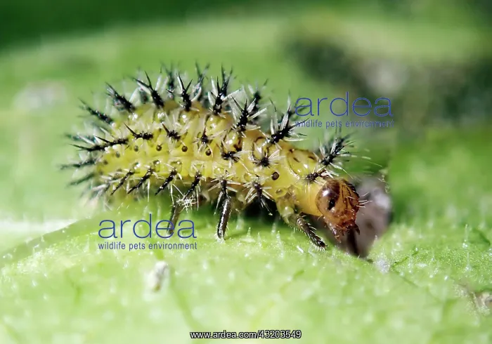 : Fence Beet Ladybird (Henosepilachna argus), larva : Fence Beet Ladybird (Henosepilachna argus), larva