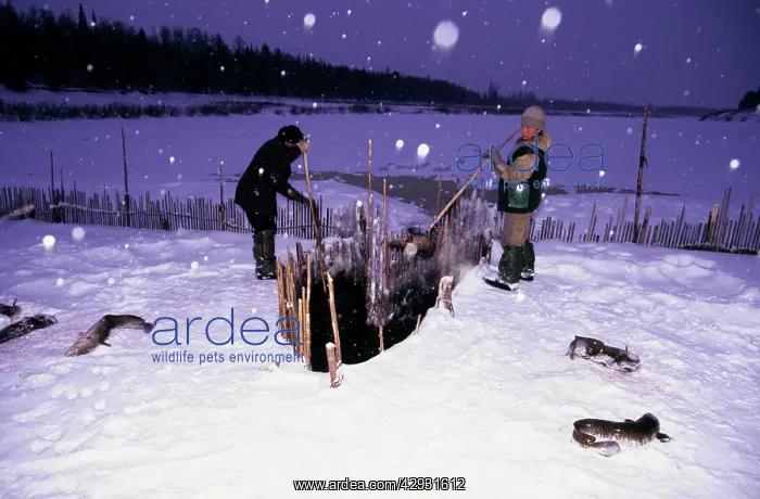 : Fence-fishing, North Siberia, Russia : Fence-fishing, North Siberia, Russia