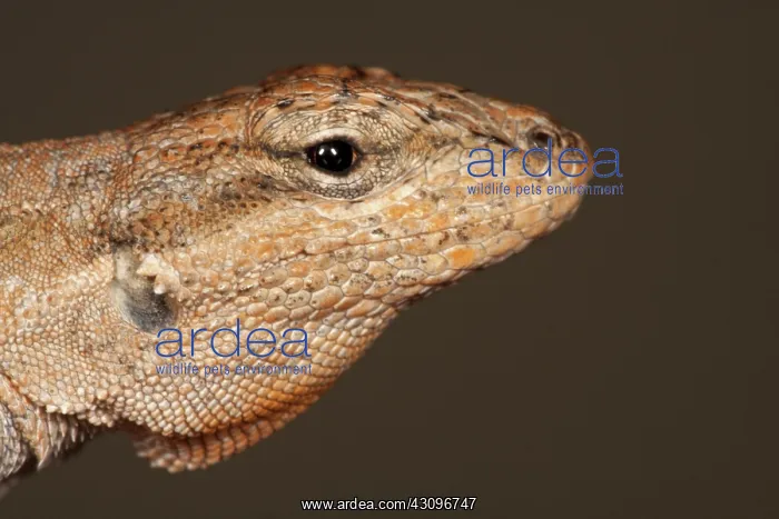 : Fence Lizard : Fence Lizard