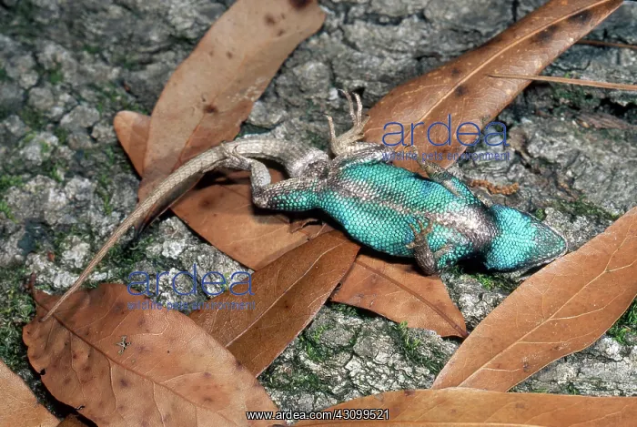 : Fence Lizard : Fence Lizard