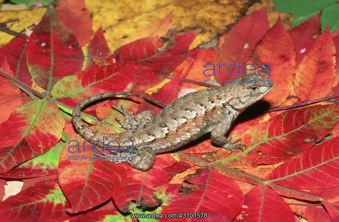 : Fence Lizard : Fence Lizard