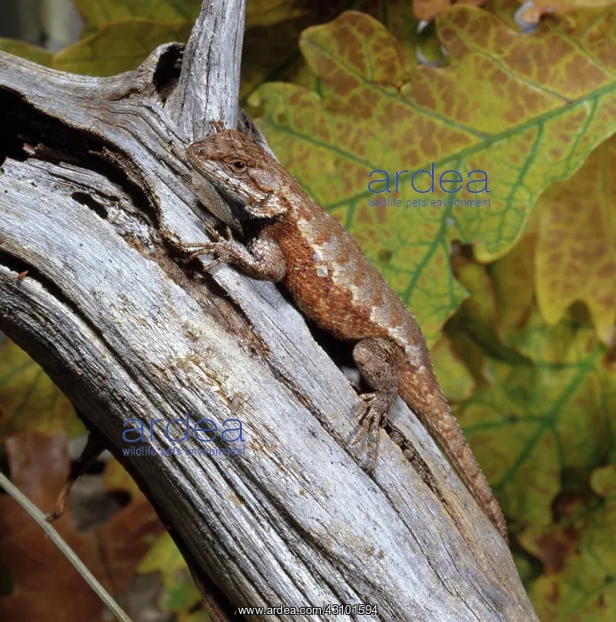 : Fence Lizard : Fence Lizard