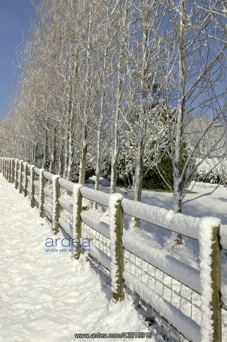 : Fence and poplars in snow : Fence and poplars in snow