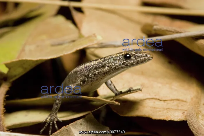 : Fence or wall lizard : Fence or wall lizard