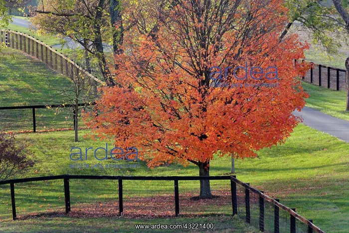 : Fences and red maple tree in autumn, near : Fences and red maple tree in autumn, near