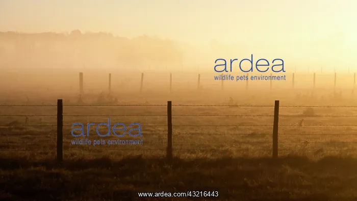: Fencing park Bulls at dawn - Camargue France : Fencing park Bulls at dawn - Camargue France