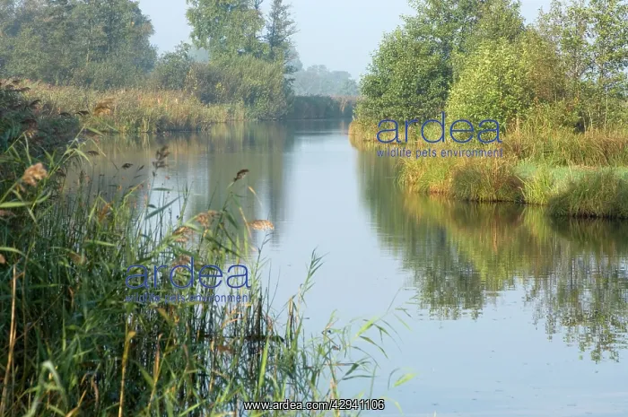  : Fenland and reedland in the marshes