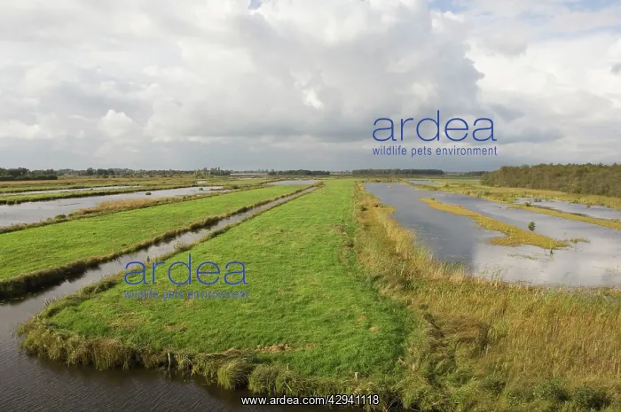 : Fenland - Remains of the era of peat digging, leeves : Fenland - Remains of the era of peat digging, leeves