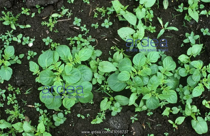 : Fenland Weeds in Potato Crop : Fenland Weeds in Potato Crop