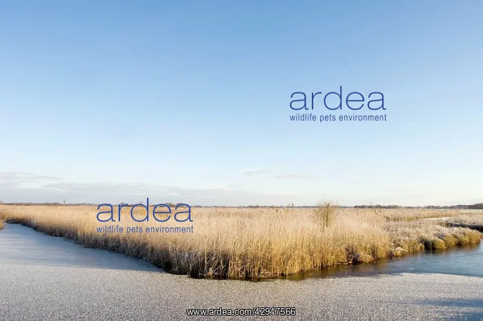 : Fenland - Wetland with rimed reed : Fenland - Wetland with rimed reed
