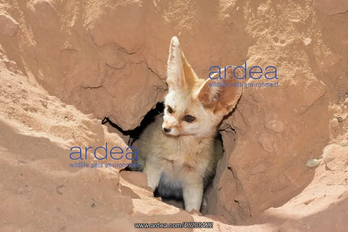  : Fennec fox (Canis zerdus) looking out of his burrow