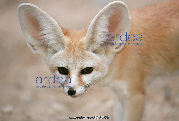 : FENNEC FOX - close-up of head, facing camera : FENNEC FOX - close-up of head, facing camera