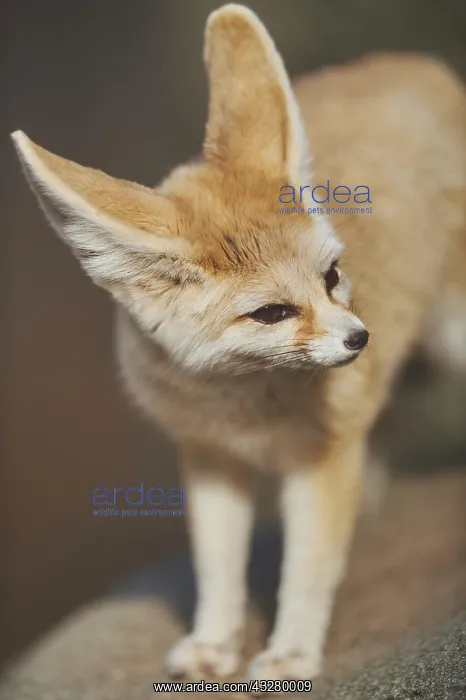 : Fennec fox, or fennec (Vulpes zerda), captive, Hawaii : Fennec fox, or fennec (Vulpes zerda), captive, Hawaii