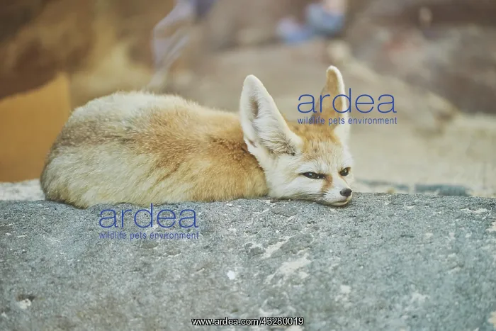 : Fennec fox, or fennec (Vulpes zerda) captive, Hawaii : Fennec fox, or fennec (Vulpes zerda) captive, Hawaii