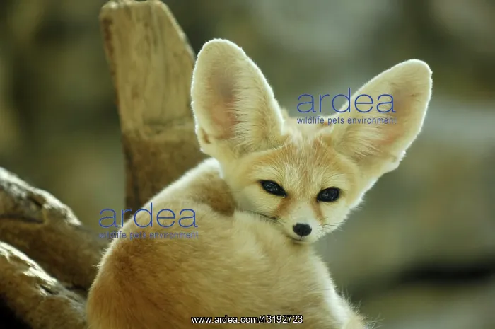 : Fennec Fox (Fennecus zerda) : Fennec Fox (Fennecus zerda)