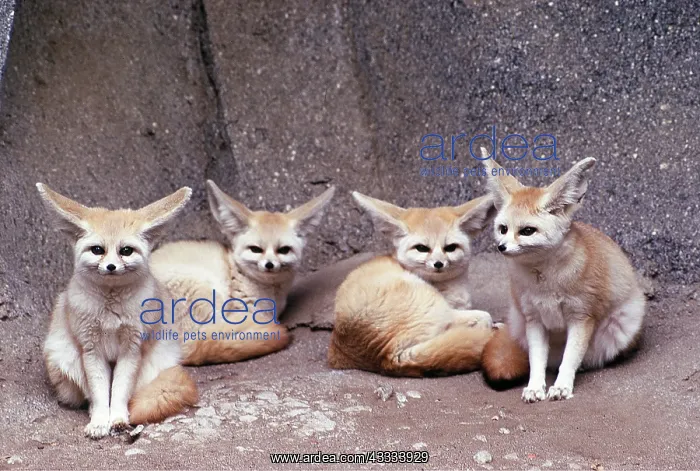: Fennec Fox - four, sitting : Fennec Fox - four, sitting