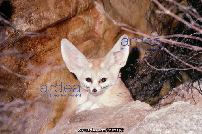 : FENNEC FOX - peering over rock : FENNEC FOX - peering over rock