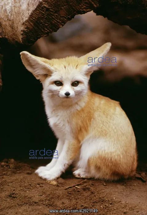 : FENNEC FOX - sitting : FENNEC FOX - sitting