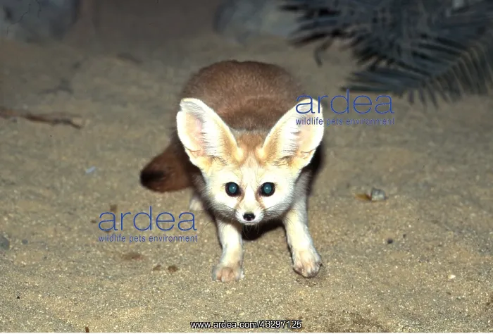 : FENNEC FOX - startled fox caught in flashlight : FENNEC FOX - startled fox caught in flashlight