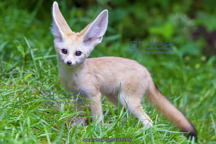 : Fennec fox (Vulpes zerda), young animal, captive : Fennec fox (Vulpes zerda), young animal, captive