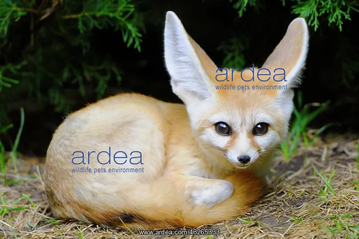 : Fennec fox (Vulpes zerda), young animal, captive : Fennec fox (Vulpes zerda), young animal, captive